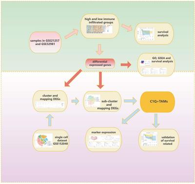 Single-cell RNA datasets and bulk RNA datasets analysis demonstrated C1Q+ tumor-associated macrophage as a major and antitumor immune cell population in osteosarcoma